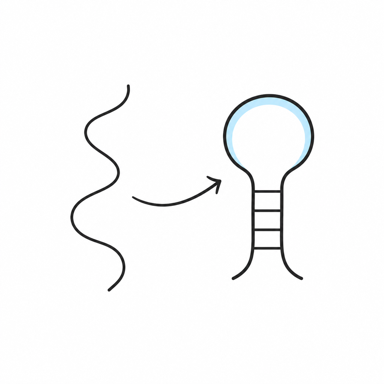 An RNA strand folding into a hairpin